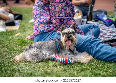 London, UK - July 5 2022: Happy Dog On The Grass At The Duke Of York, Queens Platinum Jubilee Celebration