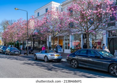 LONDON, UK - MARCH 19, 2022: Magnolia Trees In Full Bloom Outside Shops In Westbourne Grove, A Retail Road Running Across Notting Hill In West London