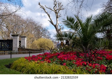 London UK. March 2022.  View of red primrose flowers in Regent's Park in London UK, photographed on a cold crisp winter's day with the boating lake in the distance. 