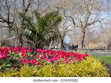 London UK. March 2022.  View of red primrose flowers in Regent's Park in London UK, photographed on a cold crisp winter's day with the boating lake in the distance. 