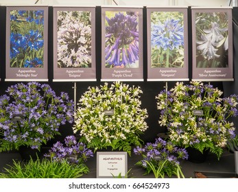 LONDON, UK - MAY 25, 2017: RHS Chelsea Flower Show 2017. Agapanthus Display.