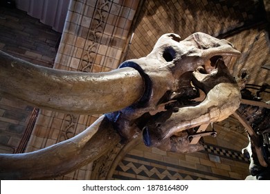 London, UK - May 4, 2019: Detail of American mastodon (Mammut americanum) scull, found in Missouri (USA) 30,000-40,000 years ago. Specimen from Natural History Museum paleontology collection.