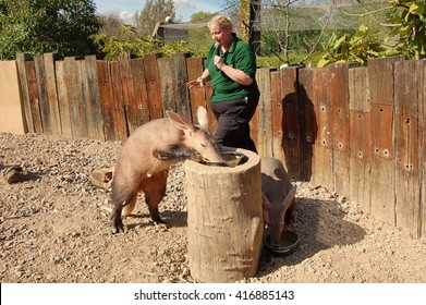 LONDON, UK - MAY 4: Keeper Of The London Zoo Tells Visitors About Aardvark On May 4, 2013 In London, UK.