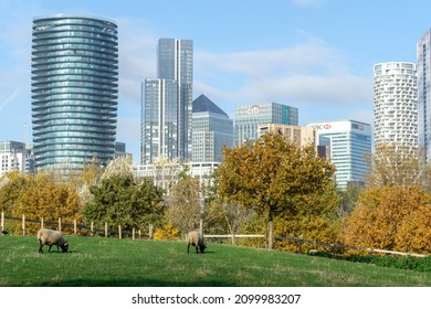 London, UK - November 16 2021: Canary Wharf Cityscape Taken From Mudchute Park And City Farm, Cubitt Town, Isle Of Dogs, London 