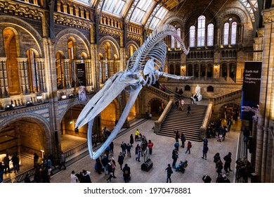 London, UK - November 22, 2019: Hope the blue whale on display in the Natural History Museum's Hintze Hall.