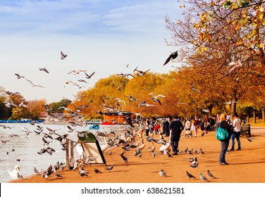 London, UK - October 31, 2014: People Feeding Pigeons In Hyde Park, London. 