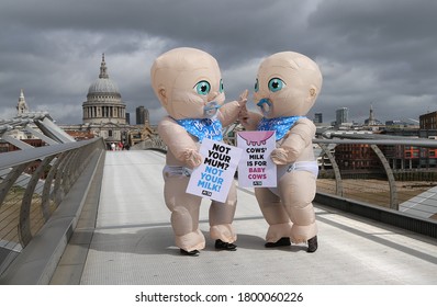 London / United Kingdom - August 21 2020:  In the lead-up to World Plant Milk Day (22 August) two giant PETA "babies" hold signs on Millennium Bridge.
