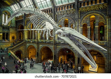 London, United Kingdom. Circa August 2017. Blue whale skeleton in the main hall of the Natural History Museum of London.
