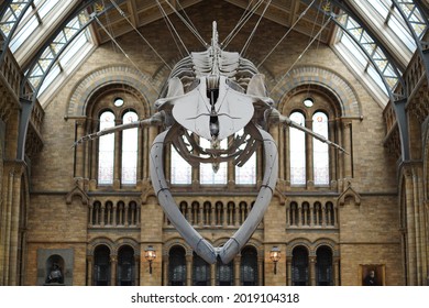 LONDON, UNITED KINGDOM - Feb 02, 2021: A Big blue whale skeleton in the Natural History Museum London