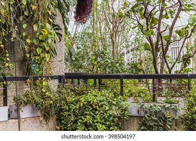 London, United Kingdom - March 23, 2016: A View Of The Barbican Garden Where Plants Grow Wildly In A Glass House.