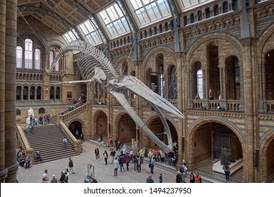 London, United Kingdom - May 24, 2018: Natural History Museum, Blue Whale Skeleton.