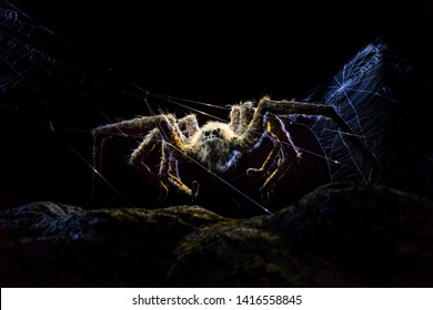 London / United Kingdom - November 23 2017: Warner Bros Harry Potter Studio. A Giant Spider Aragog, An Acromantula Owned By Rubeus Hagrid. He Was Able To Communicate With Humans With Speech.