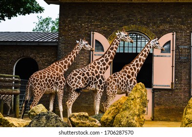 London Zoo, England, UK - June 20, 2014. Three Gorgeous Giraffes Looking In One Direction