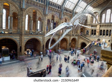 London,England,UK-August 21 2019: Inside Hintz Hall,the skeleton of a female Blue Whale named Hope,hangs suspended above the main concourse,where many visitors stroll on a busy summer day.