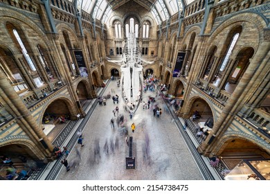 London,England,UK-August 21 2019: Inside Hintz Hall,the skeleton of a female Blue Whale named Hope,hangs suspended above the main concourse,where many visitors stroll on a summer afternoon.