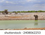 Lone African Elephant standing at the edge of a waterhole with a natural bush background and nice pale blue sky