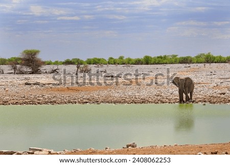 Lone African Elephant standing at the edge of a waterhole with a natural bush background and nice pale blue sky