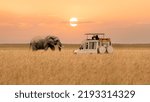 Lone African elephant walking with blurred foreground of savanna grassland and blurred tourist car stop by watching during sunset at Masai Mara National Reserve Kenya.