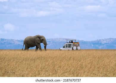 Lone African elephant walking with blurred forefire of savanna grassland and tourist car stop by watching at Masai Mara National Reserve Kenya. - Powered by Shutterstock