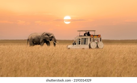 Lone African elephant walking with blurred foreground of savanna grassland and blurred tourist car stop by watching during sunset at Masai Mara National Reserve Kenya. - Powered by Shutterstock