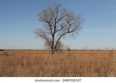 Lone, almost bare tree in a golden field near Hudson, Kansas - Powered by Shutterstock