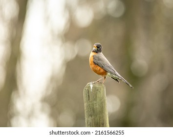 Lone American Robin Bird Sitting On A Fence Post. 