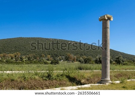 Lone ancient Ionic column with volutes standing in a grassy field under blue sky. Historic site of Patara, May, Antalya, Mediterranean region, Turkey.