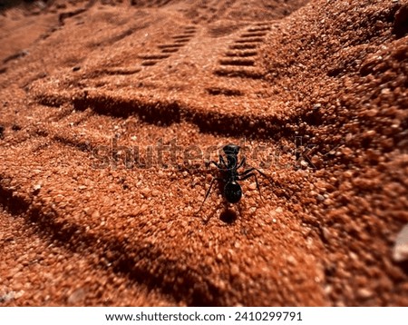 A lone ant stands sharply in focus against the red sands of Jordan's landscape, a testament to life thriving in the most arduous of environments, with each grain of sand 