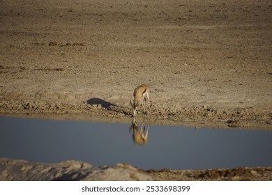 A lone antelope drinks water from a small pond in a dry, arid landscape, reflecting its image in the water. - Powered by Shutterstock