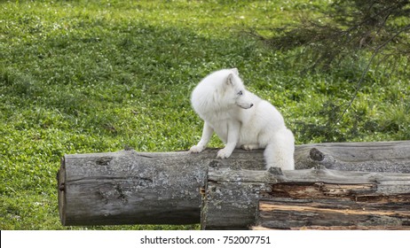 A lone Arctic Fox