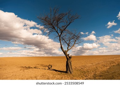 A lone bare tree stands in a vast, golden field under a bright blue sky with scattered clouds. - Powered by Shutterstock