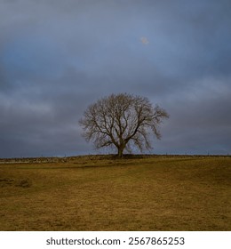 A lone bare tree Under a winter sky