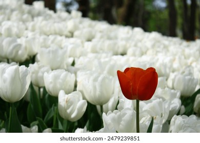 The Lone Beacon: A Single Red Tulip Amidst a Sea of White - Powered by Shutterstock