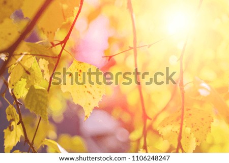 Similar – Image, Stock Photo Golden autumn season concept