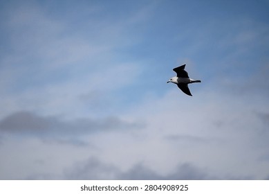 A lone bird flying in an empty cloudy winter sky