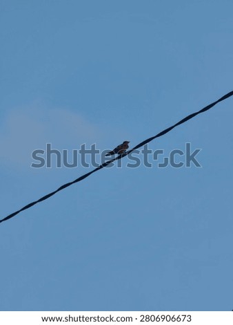 A lone bird rests on a wire against the endless blue sky.