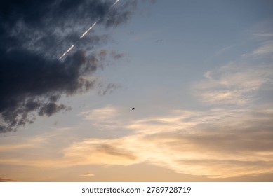 A lone bird soars through a dramatic sky painted with sunset colors, wispy clouds, and airplane contrails. Evokes freedom and contemplation.