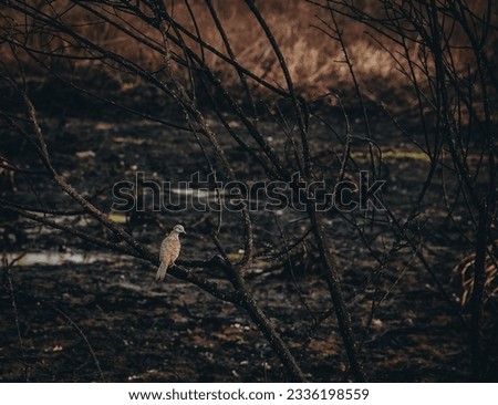 A lone bird whose house was destroyed by wildfire in cold blood.