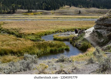 Lone Bison Buffalo on a beautiful scenic landscape in Yellowstone National Park between Fossil Forest and Tower Junction in the Northeastern entrance