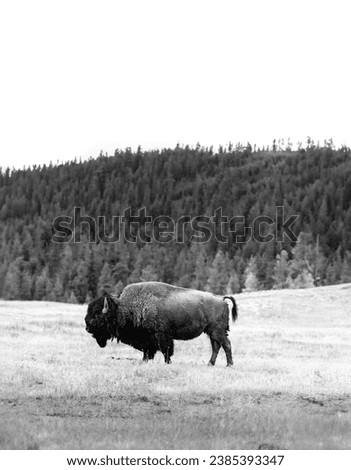 lone bison grazing in the grasslands of Yellowstone national park in black and white