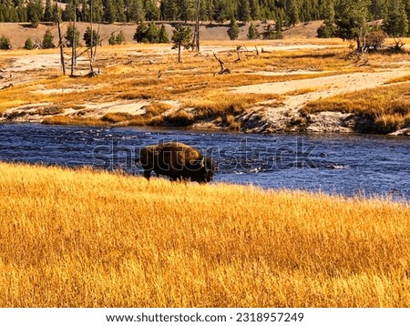 Lone Bison on the Madison River in Yellowstone National Park Wyoming.