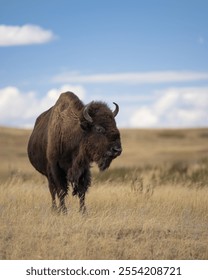 Lone bison in the prairie of the North Unit of Theodore Roosevelt National Park near Watford City, North Dakota