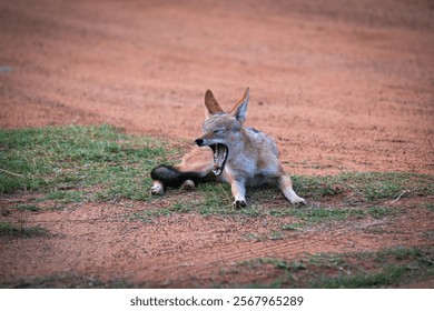 A lone black jacked jackal resting in the wilderness