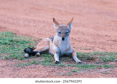 A lone black jacked jackal resting in the wilderness