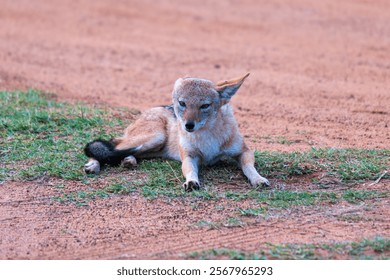 A lone black jacked jackal resting in the wilderness