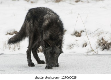 Lone Black Wolf