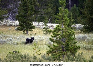 A Lone Black Wolf In Yellowstone National Park.