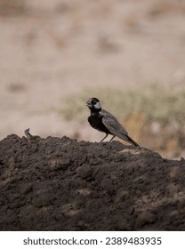 A lone Black-crowned sparrow lark (Eremopterix nigriceps) resting on a mound of dirt in the shadow of a tree at the Al marmoon DCR in Dubai, United Arab Emirates.