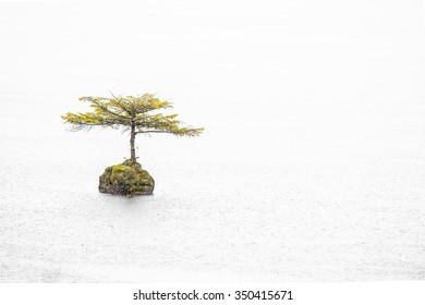 Lone bonsai tree endures rain on its own tiny island on Vancouver Island, BC Canada.