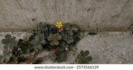 Similar – Image, Stock Photo The lone clover blossom in front of gloomy storm clouds